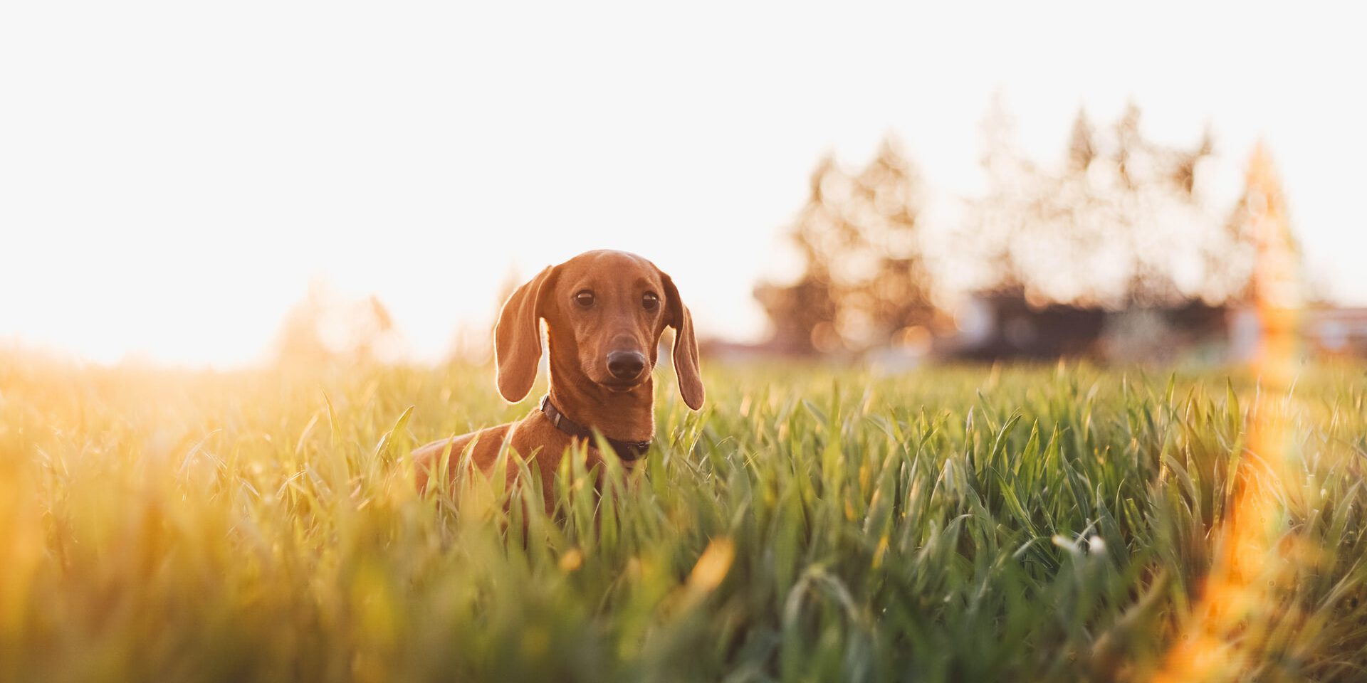 anna-dudkova-coLq-6uXei0-unsplash(1)