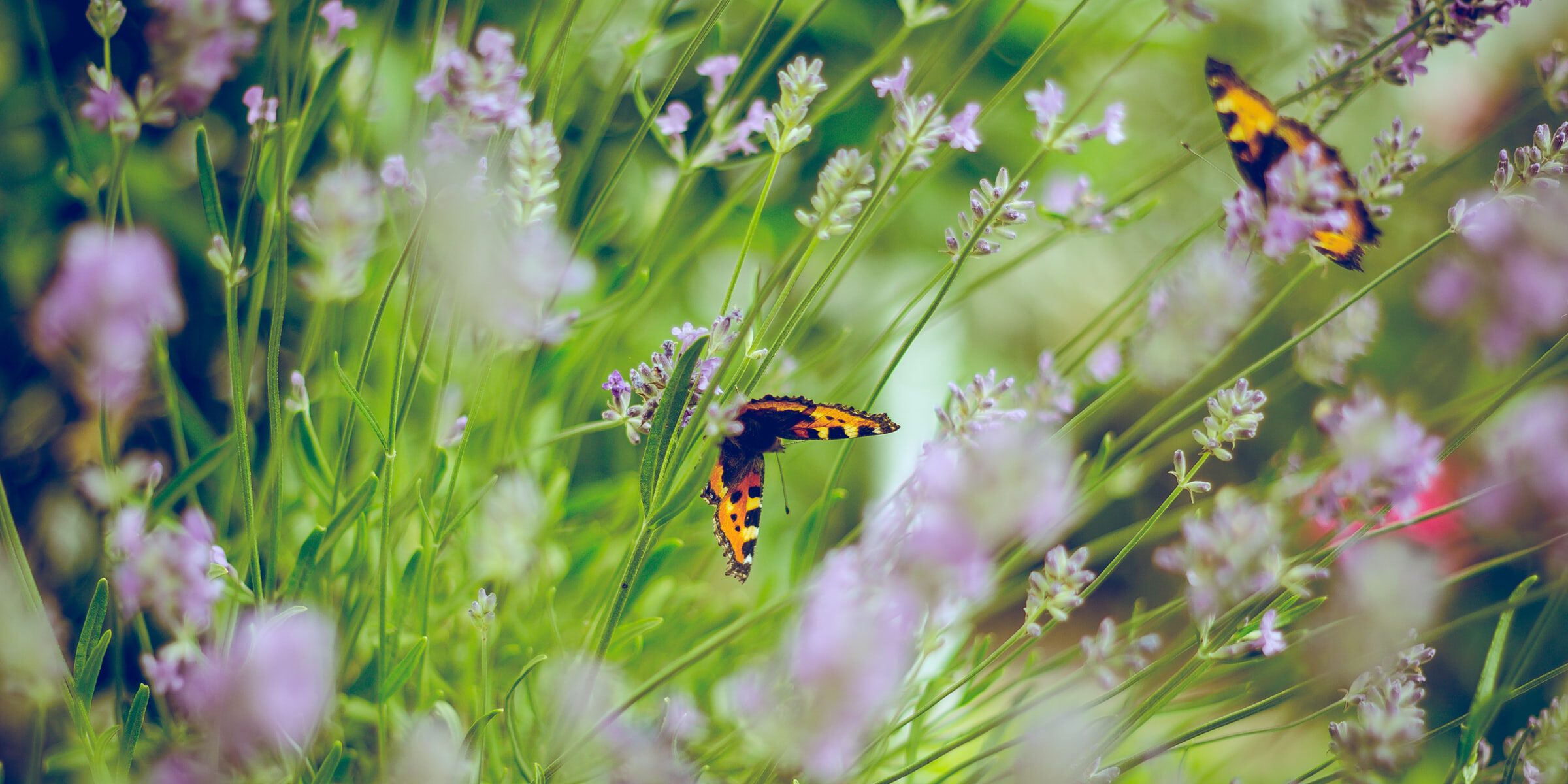 emiel-molenaar-c6___zGObUc-unsplash