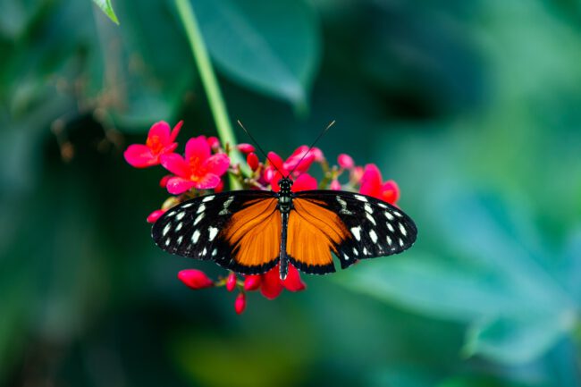 muhammed-zafer-yahsi-3-Mw8Qqx-9s-unsplash(2)