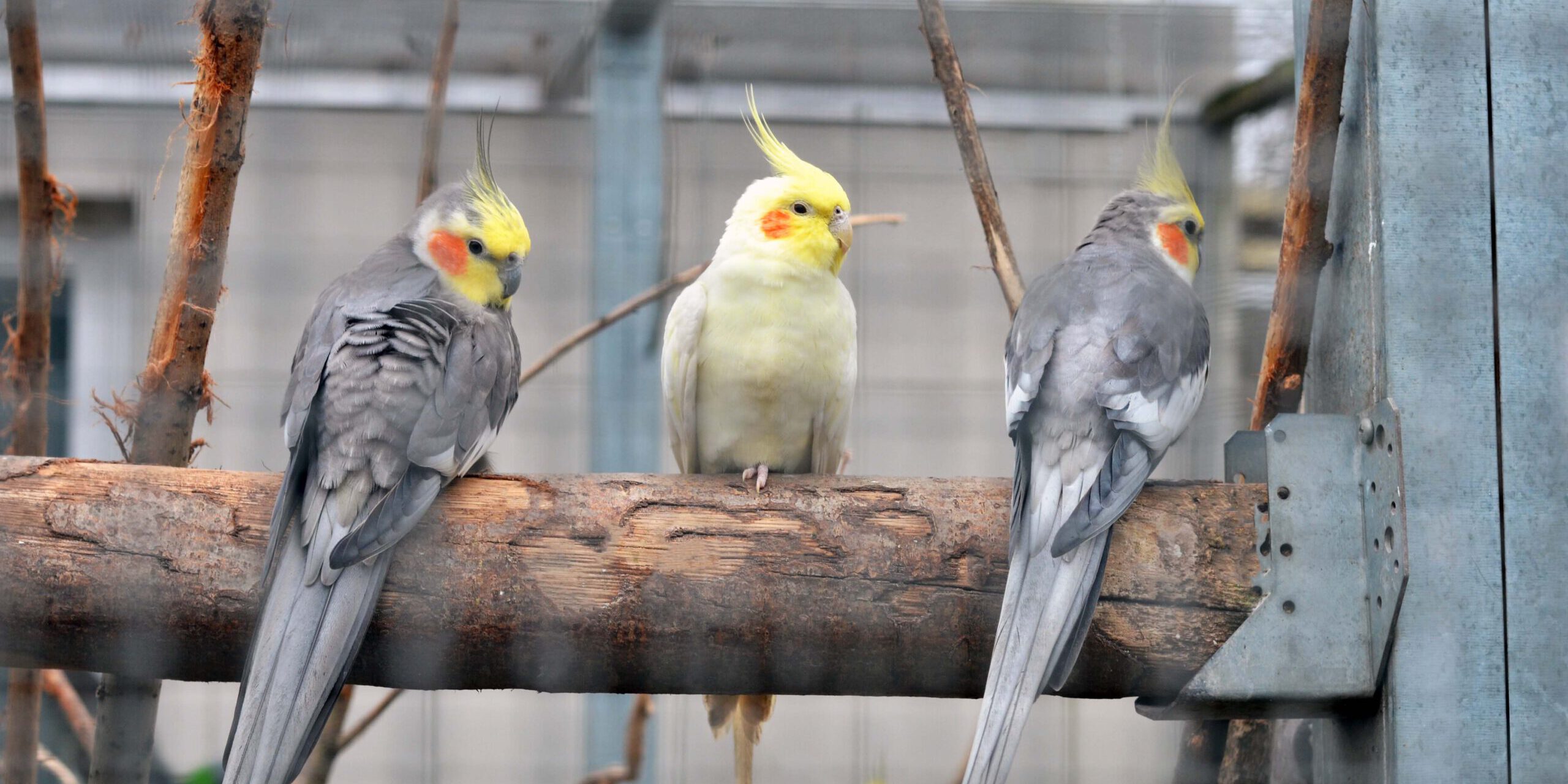 Angelika-Unger-Stiftung-Besuch-Vogelgnadenhof-Berlin-4-2