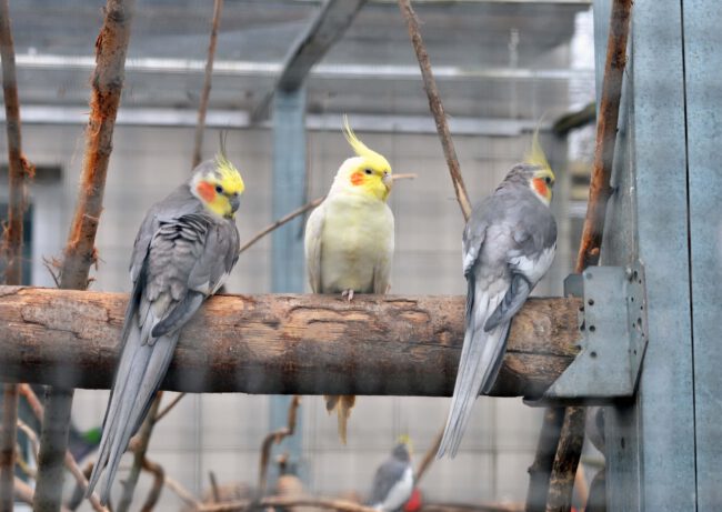 Angelika-Unger-Stiftung-Besuch-Vogelgnadenhof-Berlin-4-2