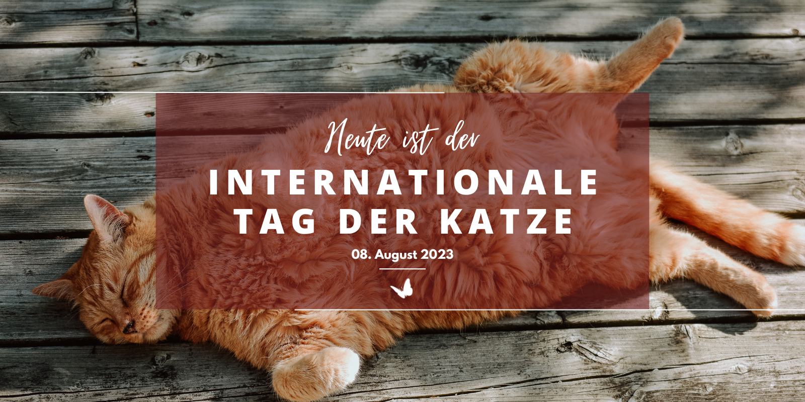Internationale Tag der Katze