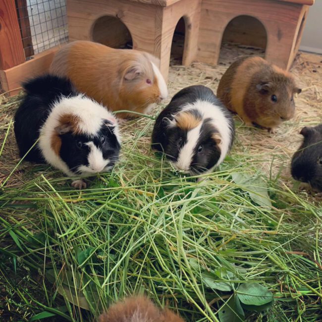 Schweinchen fressen