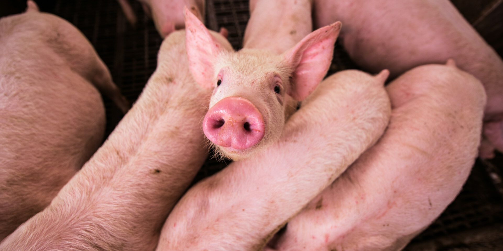 Schwein Gesetz Deutschland